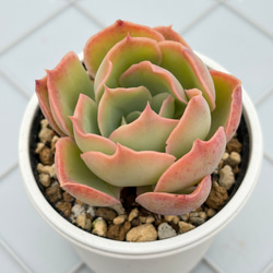 リンダリンダ ぼのぼのさん 多肉植物 多肉植物 kanomarihome 通販