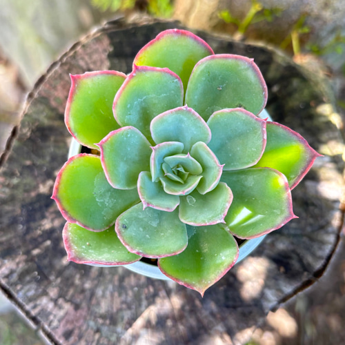 夕波 ミックスベリア おらいさん苗 多肉植物 多肉植物 kanomarihome