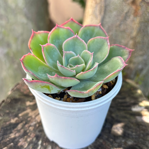 オーズプランツ苗 大海天女 ミックスベリア ヴィンテージレター おらいさん苗 ひと足早く 新品種発表‼️ 「ヴィンテージレター」 #多肉植物