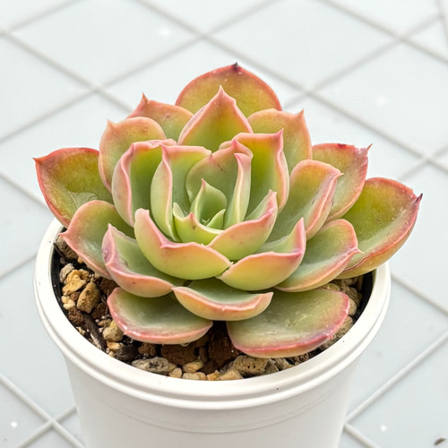 夕波 ミックスベリア おらいさん苗 多肉植物 多肉植物 kanomarihome