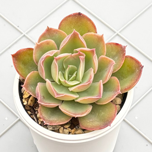 夕波 ミックスベリア おらいさん苗 多肉植物 多肉植物 kanomarihome