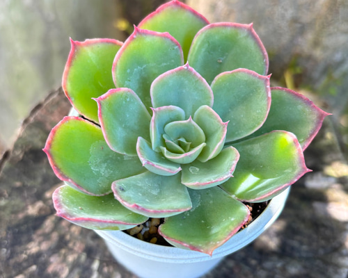 ミックスベリア　おらいさん苗　小苗10点セット ミックスベリア おらいさん苗 小苗10点セット ④おらいさん苗