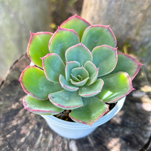 夕波 ミックスベリア おらいさん苗 多肉植物 多肉植物