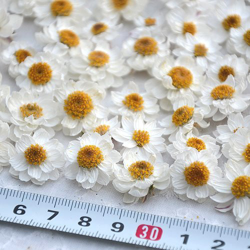 花かんざし・ドライフラワー・大きさミックス 茎無し100輪です