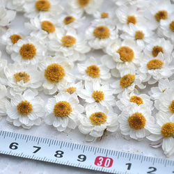 りえ様専用出品、ドライフラワー花かんざし800本 - メルカリ