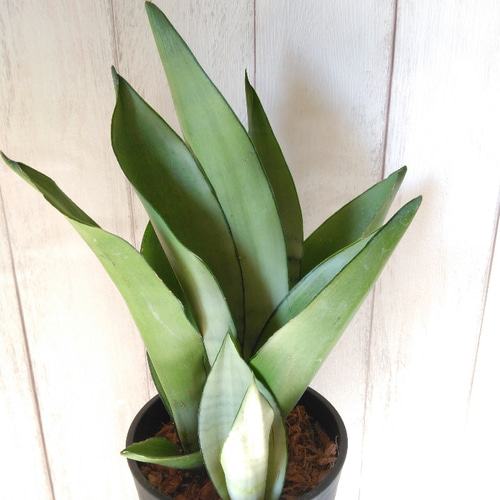 希少種 サンスベリア・ムーンシャイン【シルバーキング】 人気観葉植物