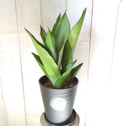 希少種 サンスベリア・ムーンシャイン【シルバーキング】 人気観葉植物