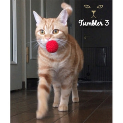 色トリドリ・猫が遊ぶ毛糸ボール（クリスマス） 6枚目の画像