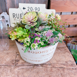 sweetbasket 季節のお花と葉牡丹寄せ植え ブリキプランター寄せ