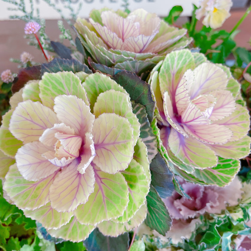 ☆sweetbasket☆葉牡丹と季節のお花の寄せ植え☆ブリキ
