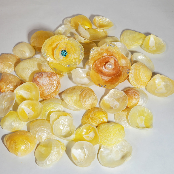 ナミマガシワ 貝殻 100枚 その他素材 グリッターデイジー 通販