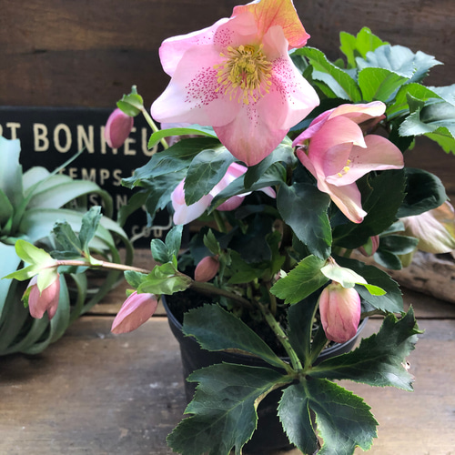 散らず桜♡超希少品種♡クリスマスローズ♡観葉植物 アートフラワー