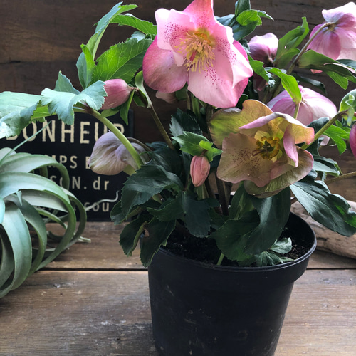 散らず桜♡超希少品種♡クリスマスローズ♡観葉植物 アート