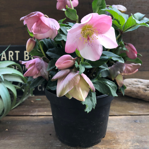 散らず桜♡超希少品種♡クリスマスローズ♡観葉植物 アート