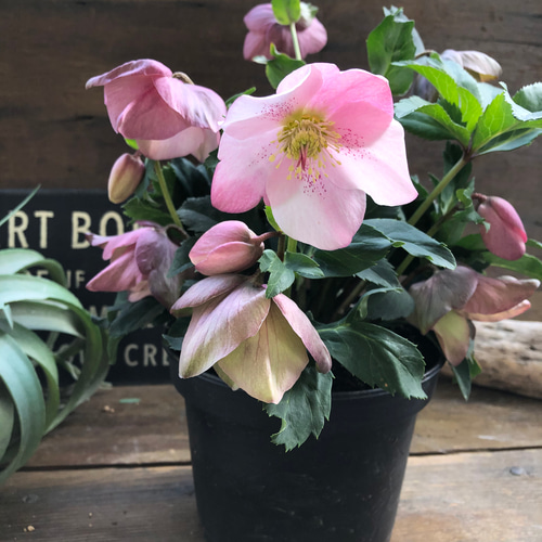 散らず桜♡超希少品種♡クリスマスローズ♡観葉植物 アートフラワー