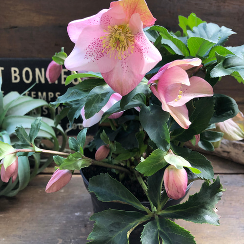 散らず桜♡超希少品種♡クリスマスローズ♡観葉植物 アート 散らず桜♡超希少品種♡クリスマスローズ♡観葉植物 アート