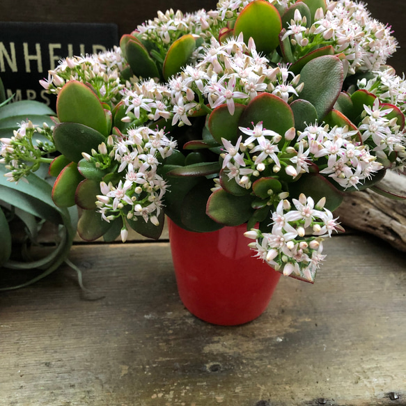 金のなる木♡花月♡多肉植物♡4号♡観葉植物♡成金草 7枚目の画像