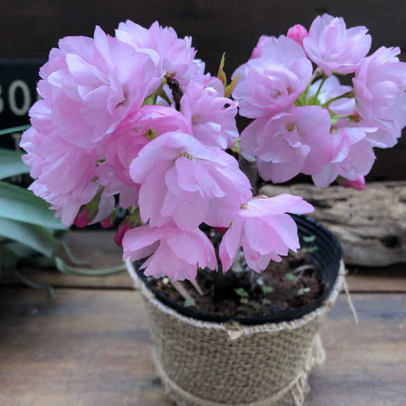 一才桜♡即完売♡テーブルで楽しむ♡旭山♡ガーデニング♡観葉植物 4枚目の画像