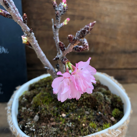 一才桜♡即完売♡テーブルで楽しむ♡旭山♡ガーデニング♡観葉植物 19枚目の画像