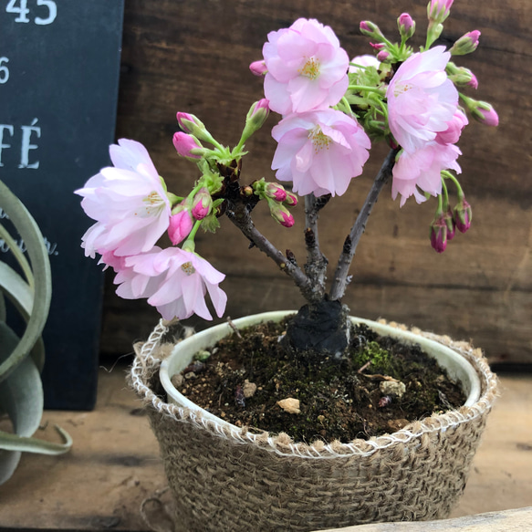 一才桜♡即完売♡テーブルで楽しむ♡旭山♡ガーデニング♡観葉植物 10枚目の画像