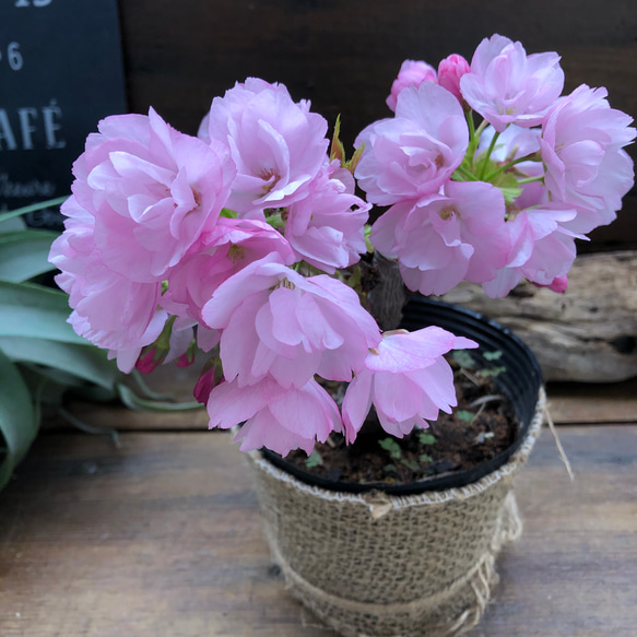 一才桜♡即完売♡テーブルで楽しむ♡旭山♡ガーデニング♡観葉植物 11枚目の画像