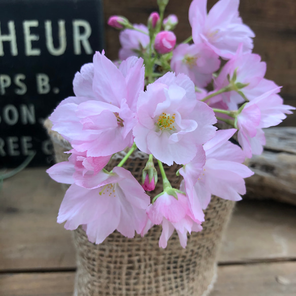 一才桜♡即完売♡テーブルで楽しむ♡旭山♡ガーデニング♡観葉植物 13枚目の画像