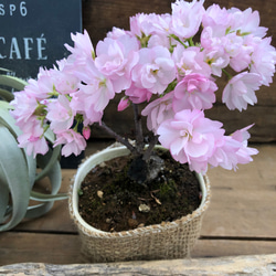 一才桜♡即完売♡テーブルで楽しむ♡旭山♡ガーデニング♡観葉植物 7枚目の画像