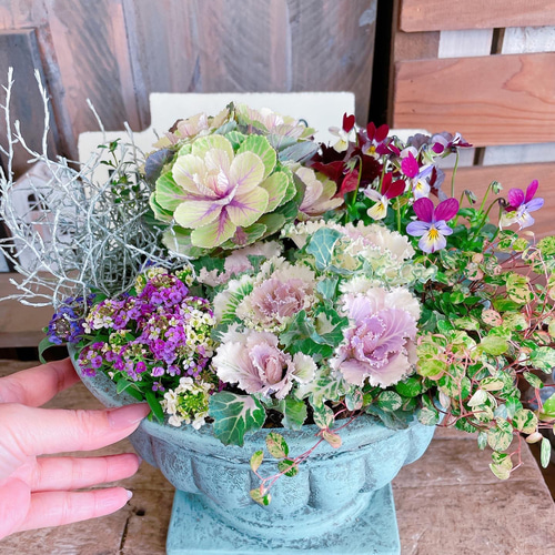 寄せ植え花□見元ビオラ 葉牡丹 アリッサム 陶器鉢