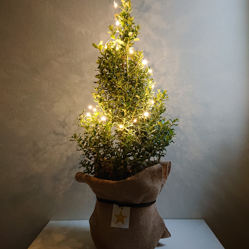 ヒイラギ、柊、ピック、☆在庫確認用♡メリークリスマス ヒイラギ、柊、ピック、☆在庫確認用♡メリークリスマス