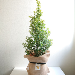 ☆現品☆ ”希少なヒメヒイラギのツリー仕立て” 姫ヒイラギ 姫柊 観葉