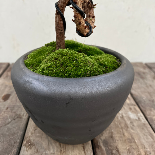 小型曲がり幹盆栽 クロマツ＊曲がり＊ミニ盆栽＊カジュアル盆栽＊迎春にも アート