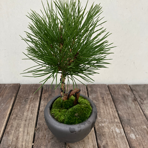 クロマツ＊曲がり＊ミニ盆栽＊カジュアル盆栽＊迎春にも アート