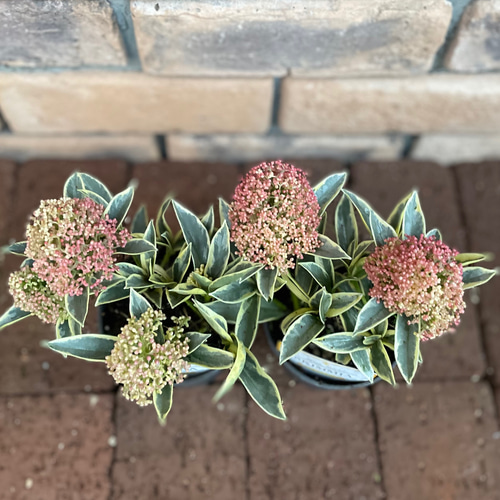 レア！スキミア斑入り　マジックマルロー　4株セット 斑入りスキミア『マジックマルロー』 | すべての商品 | | Junk sweet