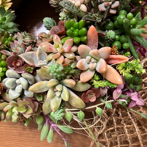 多肉植物リース 多肉植物 寄植え リース 20cm クリスマス クリスマス