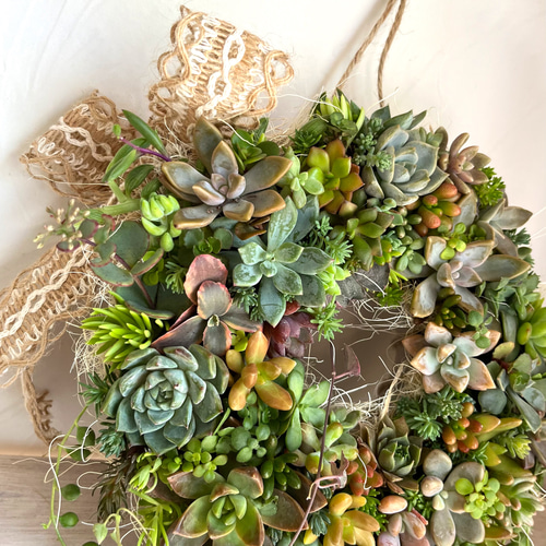 多肉植物リース 多肉植物 寄植え リース 20cm クリスマス クリスマス