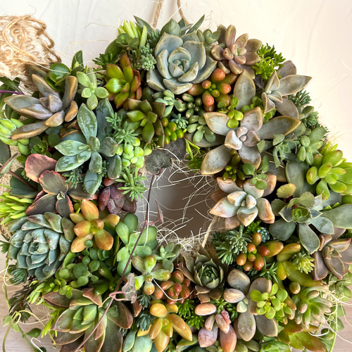 3999➡3300円20cm 壁掛けOK 大きな多肉リース❤ 寄せ植え 3999➡20cm 壁掛けOK 大きな多肉リース❤ 寄せ植え