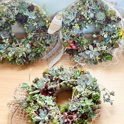 多肉植物リース 多肉植物 寄植え リース 20cm クリスマス 多肉植物リース 多肉植物 寄植え リース 20cm クリスマス