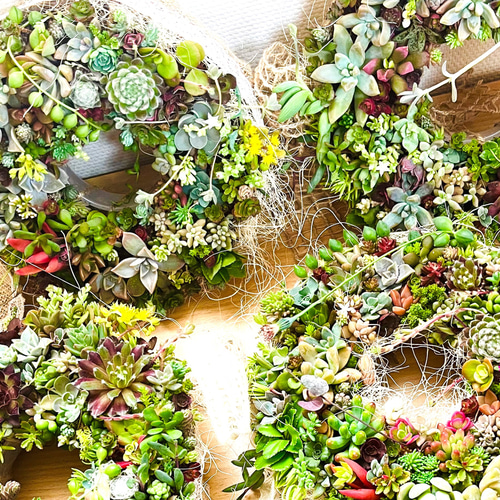確認用　多肉リース 多肉寄せ植え サキュレントリース 【多肉植物 3号リース鉢／1個