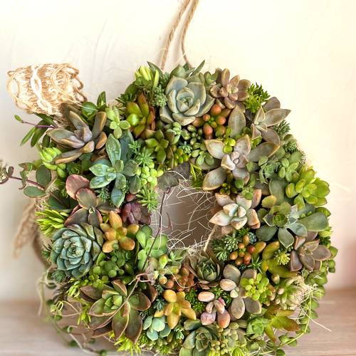 まこ〜 多肉植物リース imgrc0104522659.jpg