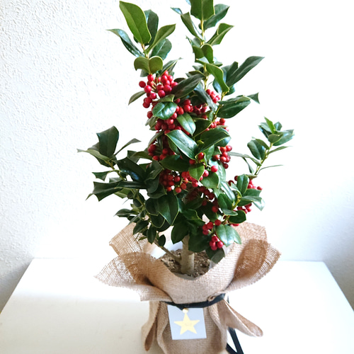 ○数量限定○新作○ 西洋ヒイラギ ”クリスマスホーリー 鉢セット（麻