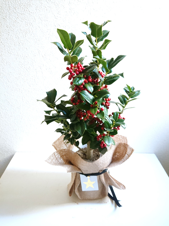 ○数量限定○新作○ 西洋ヒイラギ ”クリスマスホーリー 鉢セット（麻