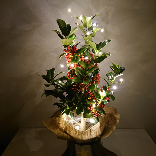 ○数量限定○新作○ 西洋ヒイラギ ”クリスマスホーリー 鉢セット（麻