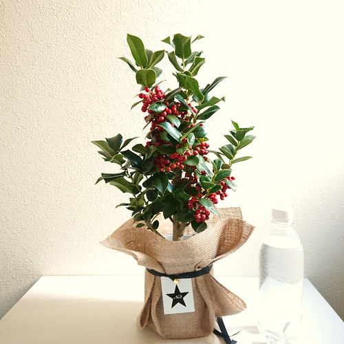 ○数量限定○新作○ 西洋ヒイラギ ”クリスマスホーリー 鉢セット（麻