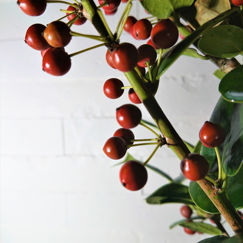 ○数量限定○新作○ 西洋ヒイラギ ”クリスマスホーリー 鉢セット（麻