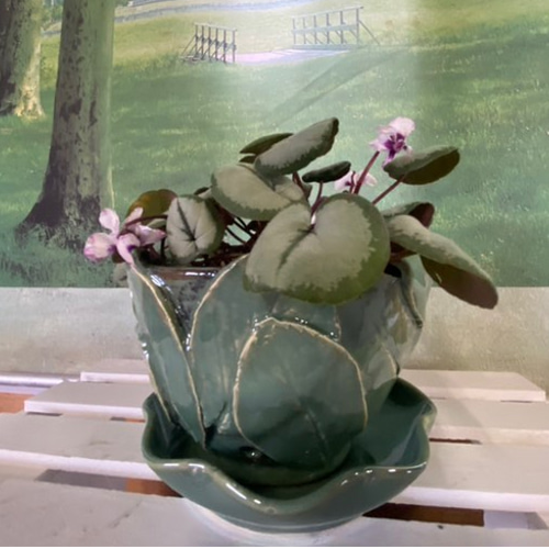 シクラメン コウム☆シルバーリーフ☆白花系☆葉っぱの創作陶器鉢植え