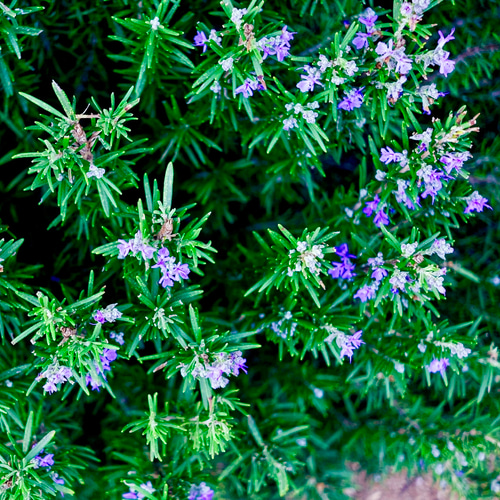 ユーカリ様の強い香り】ローズマリーカンファーCO2エクストラクト5ml  
