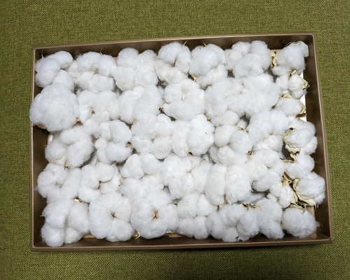 コットンフラワー 綿花 ホワイト38個 その他素材 Fine 通販 15130107