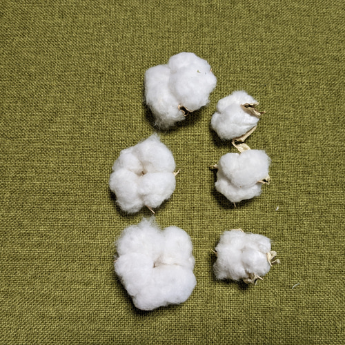 コットンフラワー 綿花 ホワイト38個 その他素材 Fine 通販 15130107