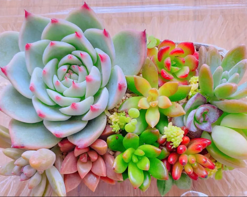 ❤️専用❤️多肉植物❤️そのまま飾れる寄せ植え❤️２点セット❤️ ❤️専用❤️多肉植物❤️そのまま飾れる寄せ植え❤️ 観葉植物