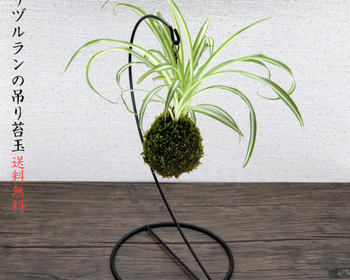 一株限定！貴重な香り洋蘭　神秘的なブラッシャー　苔玉付き セール！一株限定！貴重な香り洋蘭 神秘的なブラッシャー 苔玉付き